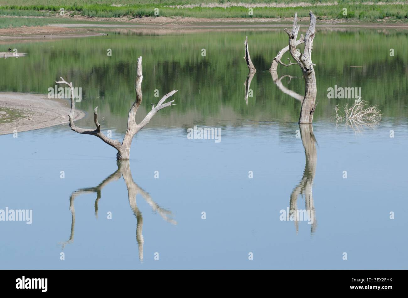 Überflutetes Holz mit Reflexionen im Lake Carl Etling, Black Mesa State Park, Oklahoma Stockfoto