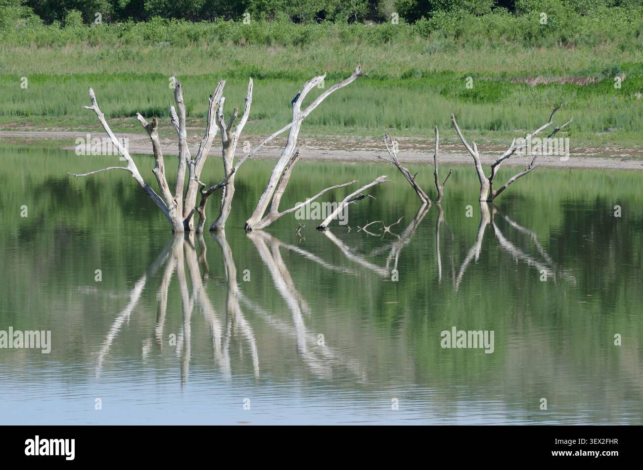 Überflutetes Holz mit Reflexionen im Lake Carl Etling, Black Mesa State Park, Oklahoma Stockfoto
