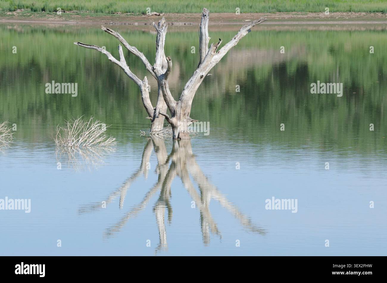 Überflutetes Holz mit Reflexionen im Lake Carl Etling, Black Mesa State Park, Oklahoma Stockfoto