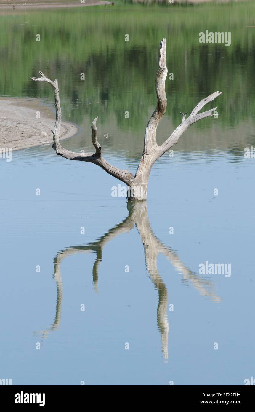 Überflutetes Holz mit Reflexionen im Lake Carl Etling, Black Mesa State Park, Oklahoma Stockfoto