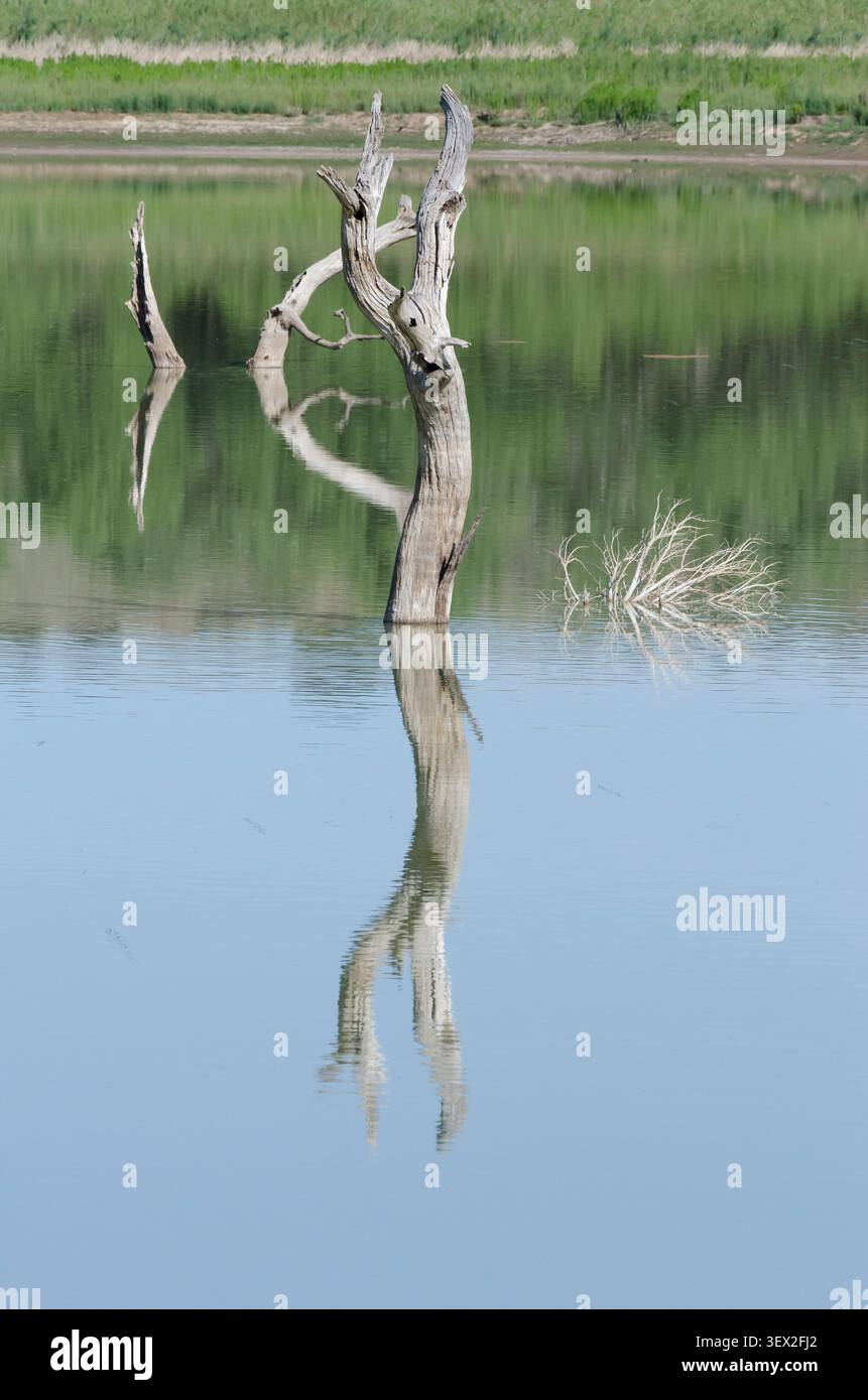 Überflutetes Holz mit Reflexionen im Lake Carl Etling, Black Mesa State Park, Oklahoma Stockfoto