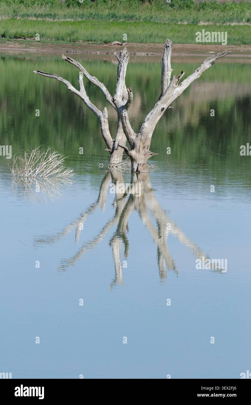 Überflutetes Holz mit Reflexionen im Lake Carl Etling, Black Mesa State Park, Oklahoma Stockfoto