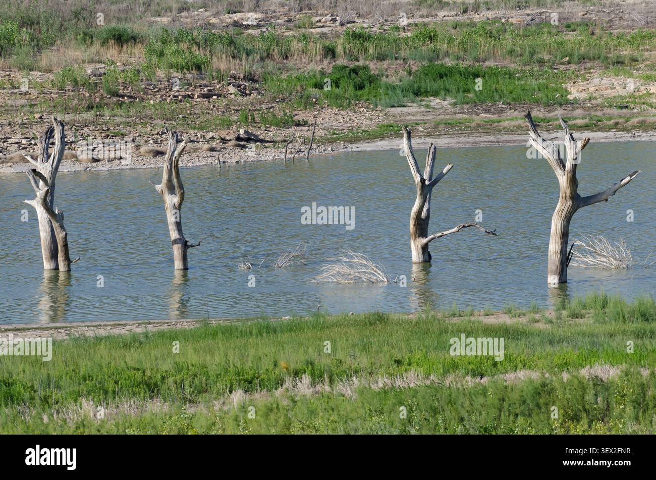 Fluted Timber im Lake Carl Etling, Black Mesa State Park, Oklahoma Stockfoto