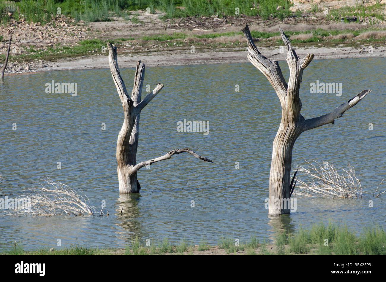 Fluted Timber im Lake Carl Etling, Black Mesa State Park, Oklahoma Stockfoto