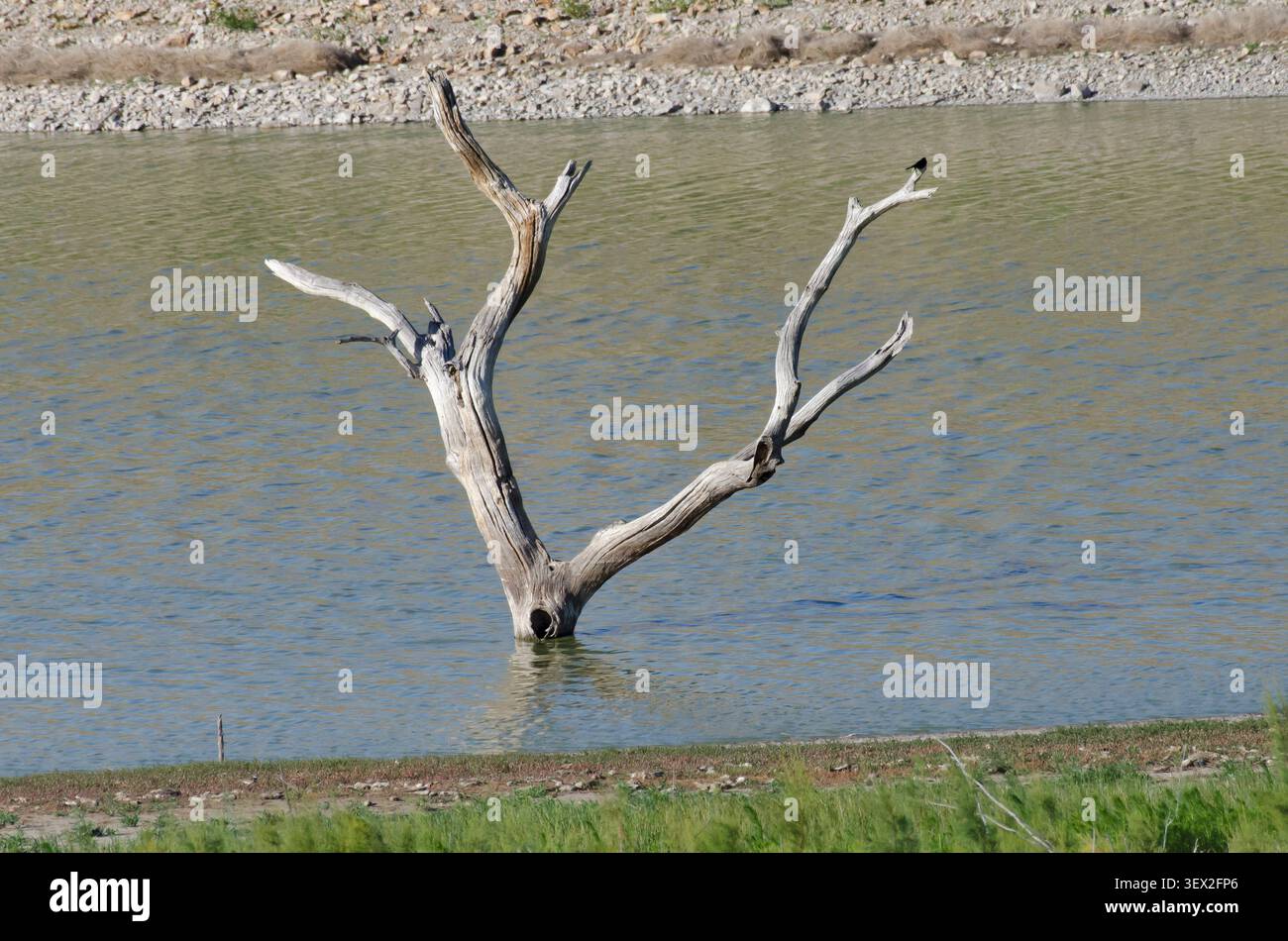 Fluted Timber im Lake Carl Etling, Black Mesa State Park, Oklahoma Stockfoto