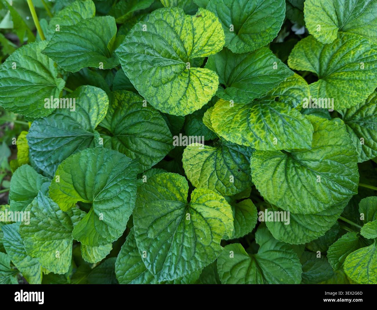 Üppiges grünes Violett hinterlässt Textur natürlichen Hintergrund. Blick von oben auf den süßen violetten Laubteppich. Stockfoto