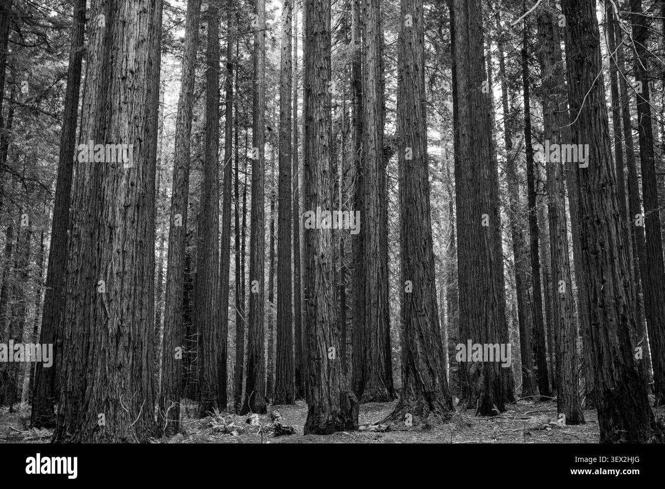 Eine majestätische schwarz-weiße Mammutbaumwaldlandschaft Stockfoto