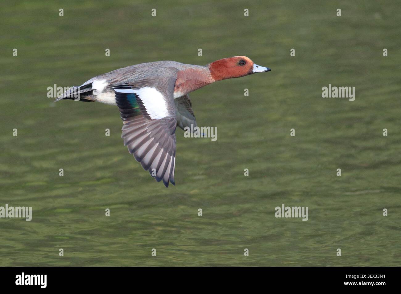 Eurasian Wigeon (Anas penelope), Einzelvogel im Flug, Mai Po, Hongkong, China Stockfoto
