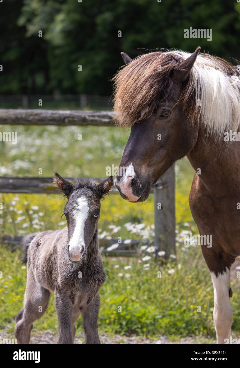 Islandstute steht neben ihrem jungen Fohlen auf einer Sommerweide mit Wildblumen und einem Holzzaun. Stockfoto