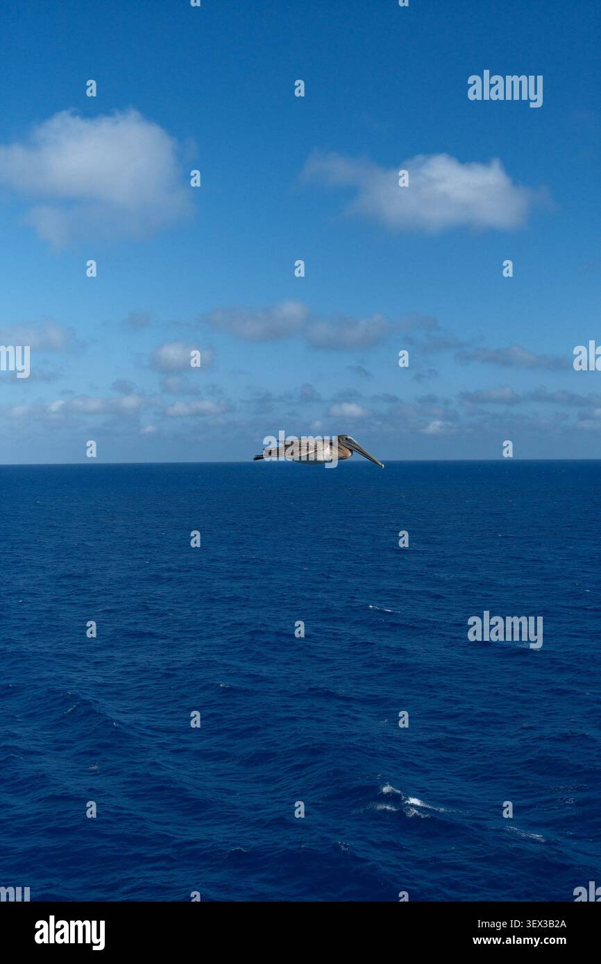 Brauner Pelikan gleitet tief über dem offenen Ozean unter einem blauen Himmel mit verstreuten Wolken, tropischer Meereslandschaft mit Kopierraum. Stockfoto
