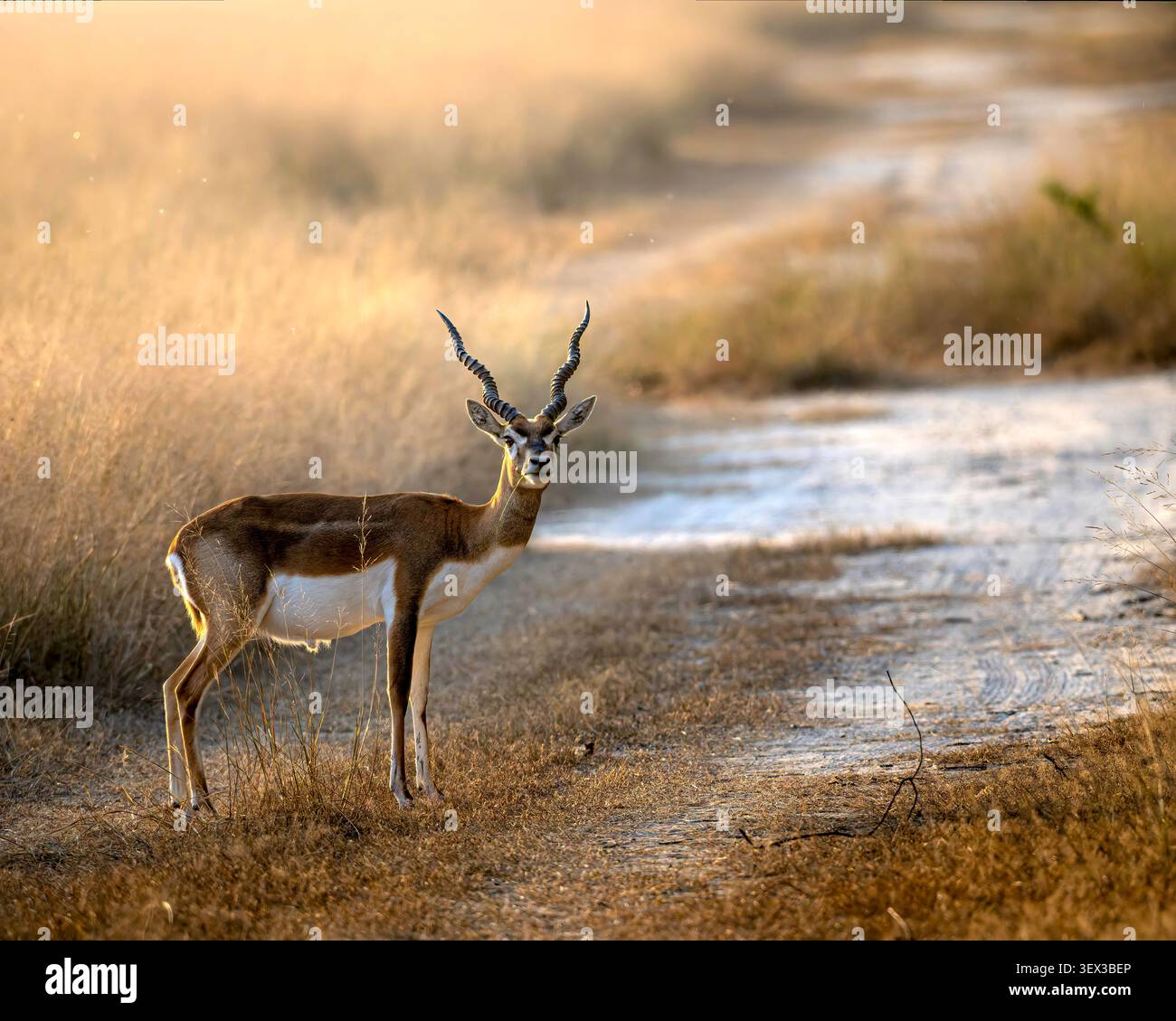 Ein Blackbuck sieht mit erhobenen Ohren in der trockenen Grasvegetation von Rajasthan. Stockfoto