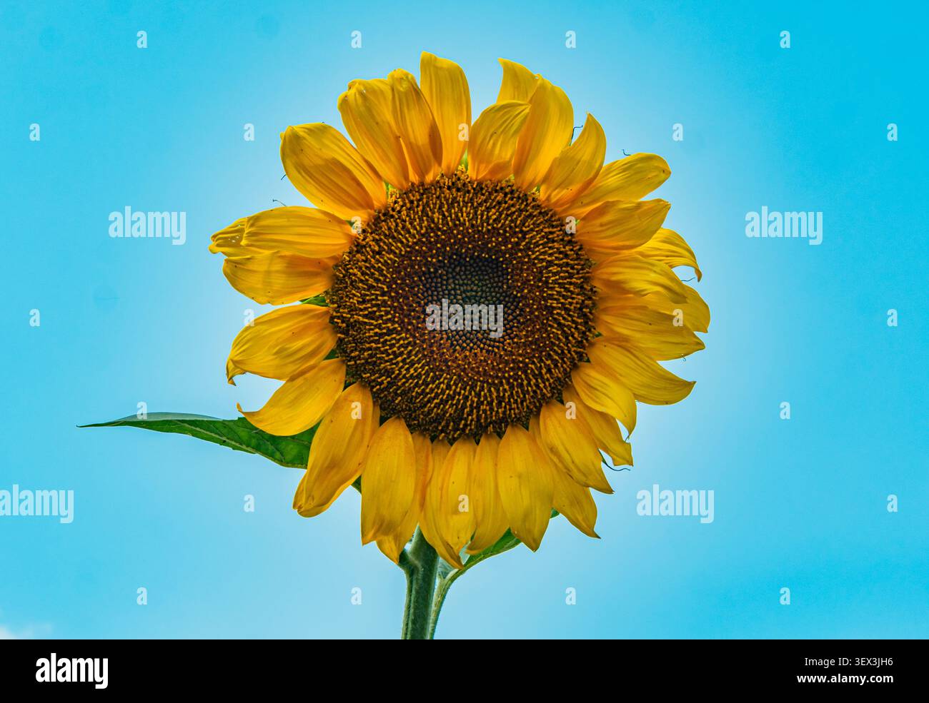 Helle Sonnenblumen stehen hoch unter einem klaren blauen Himmel in einem lebendigen Garten an einem sonnigen Nachmittag Stockfoto