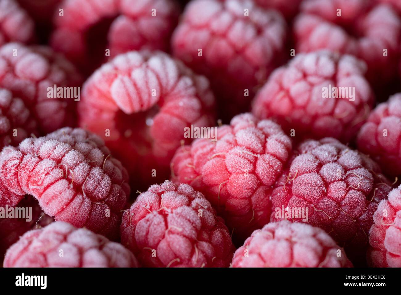 Nahaufnahme reifer Himbeeren mit satten Rot- und Rosa-Tönen, frostiger Oberfläche und strukturierten Drupe Clustern Stockfoto