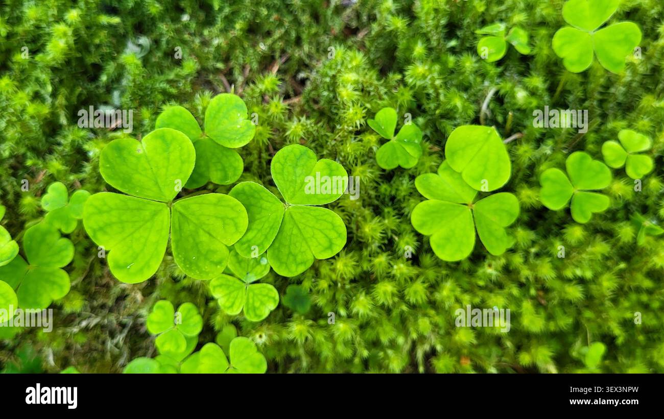 Hellgrüner Sauerampfer wächst auf frischem Moos in der Schweizer Natur Stockfoto
