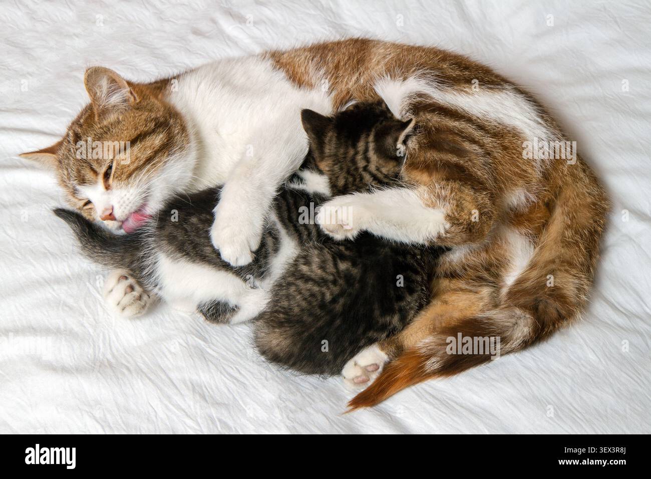 Eine Katze leckt kleine Kätzchen. Eine Erwachsene Katze mit ihren Kätzchen. Stockfoto