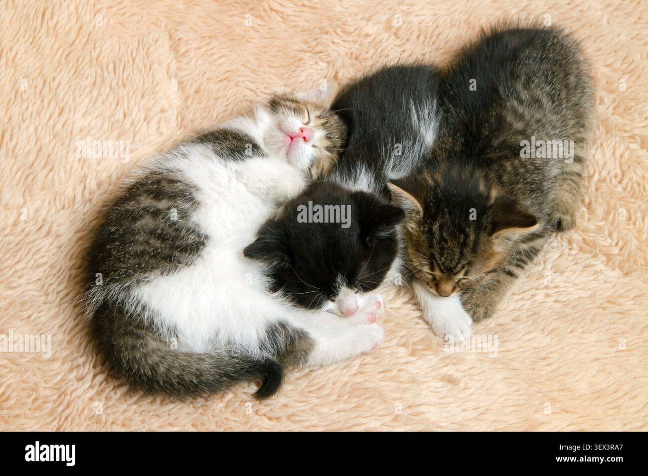 Drei Kätzchen schlafen zusammengedrungen. Kleine flauschige Kätzchen. Stockfoto