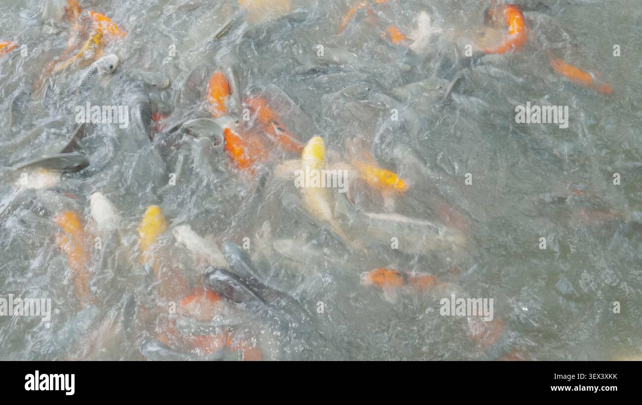 Top Down Nahaufnahme Mass Group Vibrant Multi Hue Koi Carp Schwimmen Plätschernde Ruhige Gartenteich Wasser Stockfoto