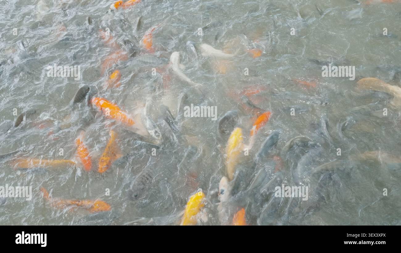 Blick Von Oben Aus Der Vogelperspektive Gemischte Helle Farben Koi Karpfenschwarm Störende Glatte Teichwasseroberfläche Stockfoto