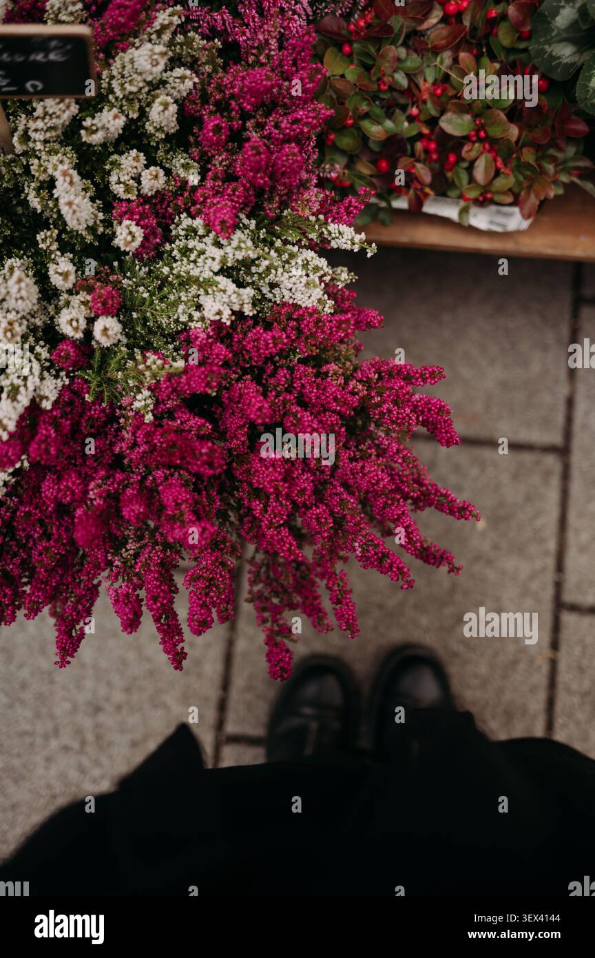 Bunte Heidekraut Blumen auf einem Straßenblumenmarkt Stockfoto
