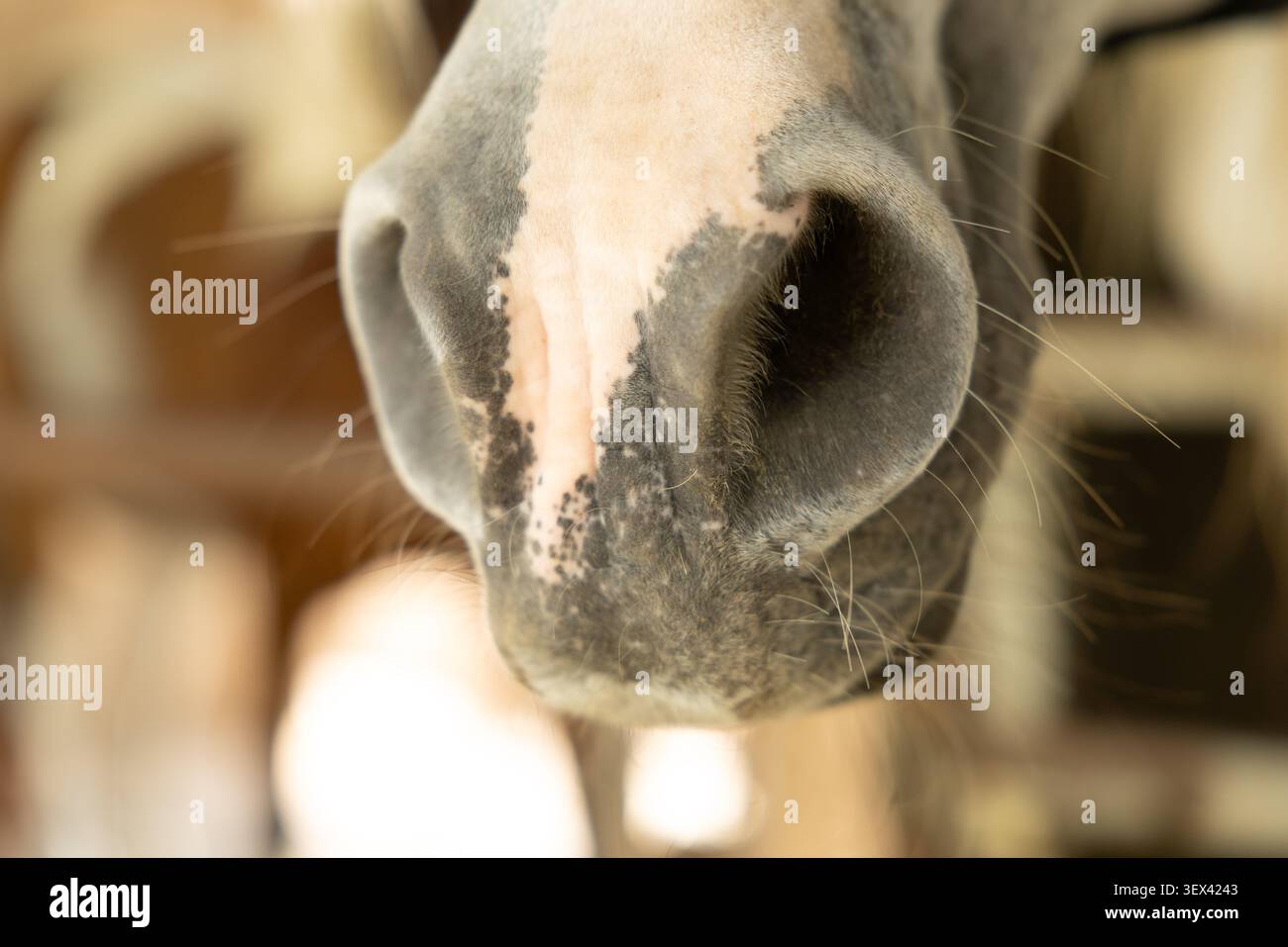 Pferdeschnase, Pferdeporträt, Tierdetail, Mammal Nahaufnahme, Naturfotografie, ländliches Leben, Nutztier, Veterinärkonzept, natürliche Textur, Tierwelt Stockfoto