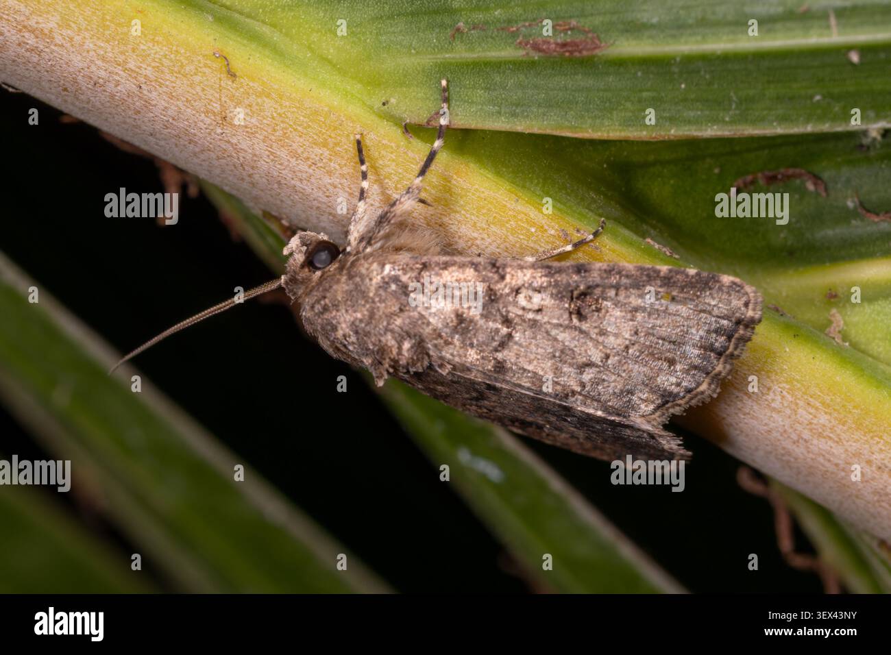 Dunkel melierte Weidenmotte (Spodoptera cilium), die nachts auf einem Blatt ruht, Garten, Kairo, Ägypten. Stockfoto