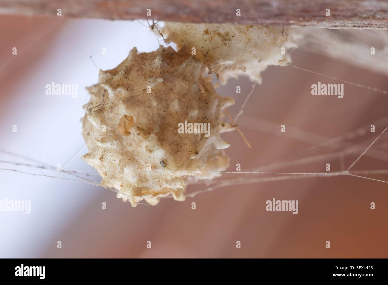 Braune Witwenspinne (Latrodectus geometricus) mit Stacheln im Netz, Nahaufnahme, Kairo Garten, Ägypten. Stockfoto