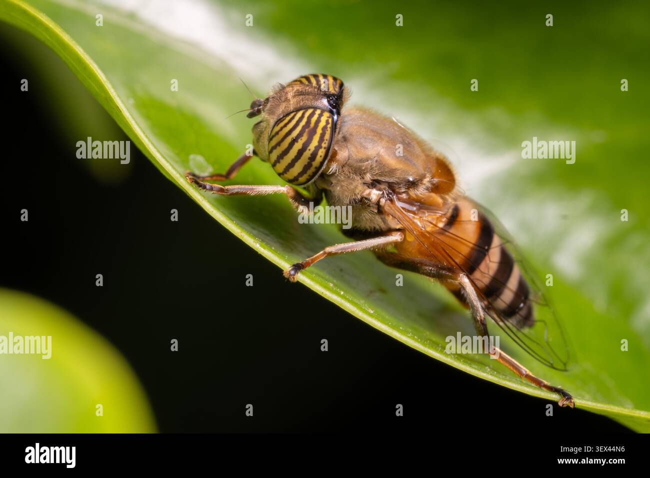 Gestreifte Lagunenfliege (Eristalinus taeniops) auf Blatt, gestreifte Augen sichtbar, in einem Kairo Garten, Ägypten. Stockfoto