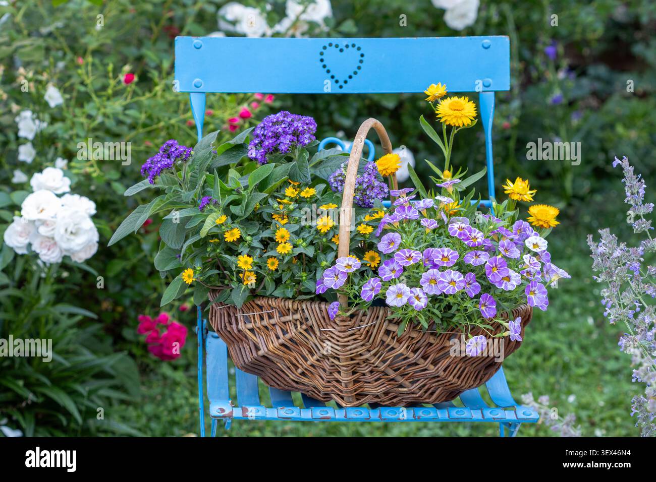 Lila Millionen Glocken, Sanvitalia Procumbens, Erdbeere und Heliotrop in einem Korb auf dem Gartenstuhl Stockfoto