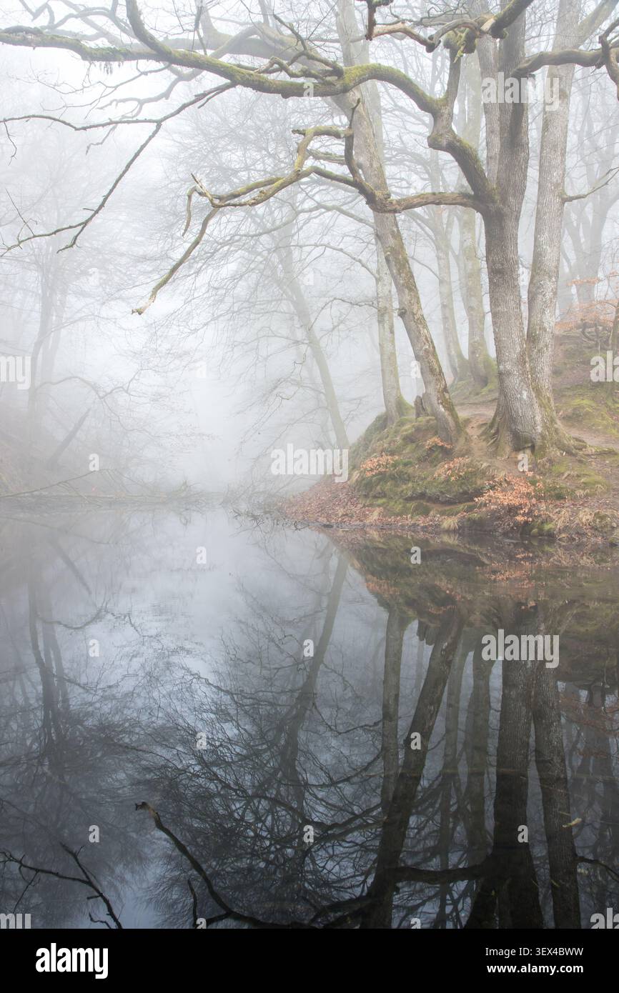 Träumender Morgennebel, der über einem stillen Waldsee steigt, umgeben von Herbstbäumen Stockfoto