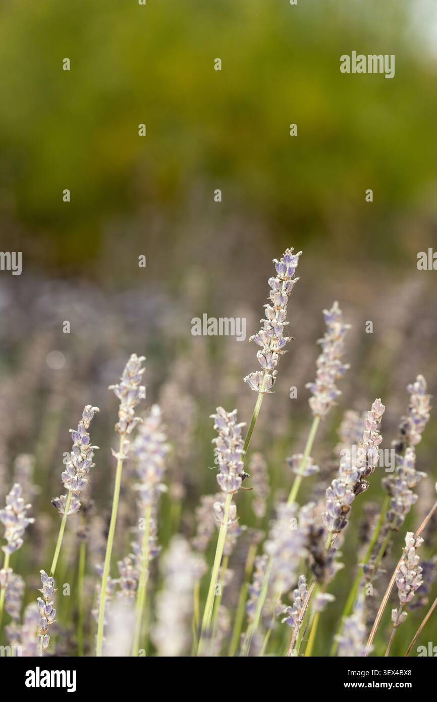 trockener Lavendel im Sommergarten Europa Gewürz Stockfoto