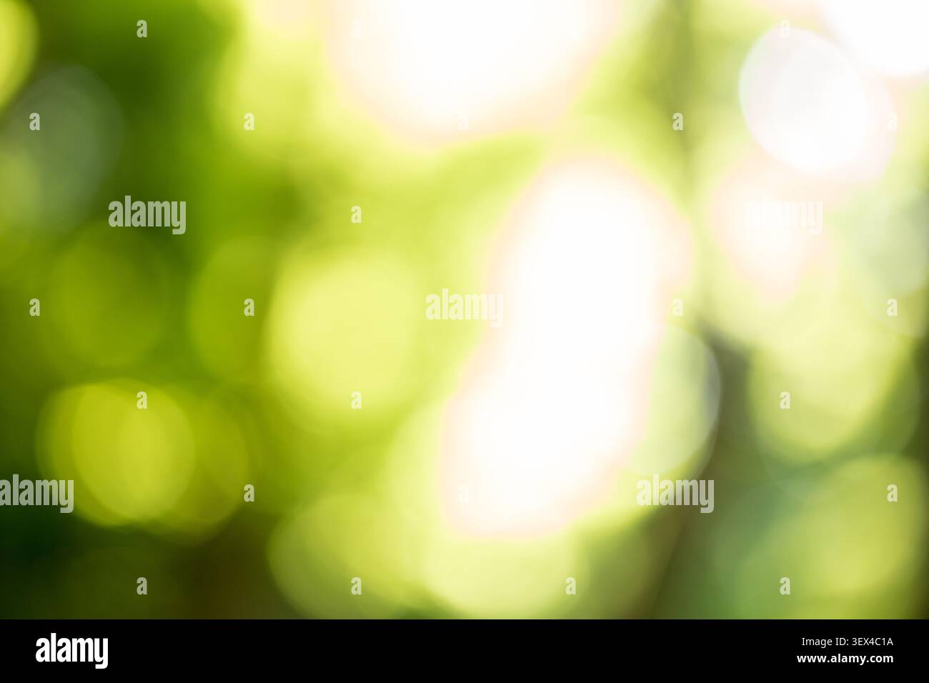 grüne Natur verschwommener Natur-Hintergrund foto Stockfoto