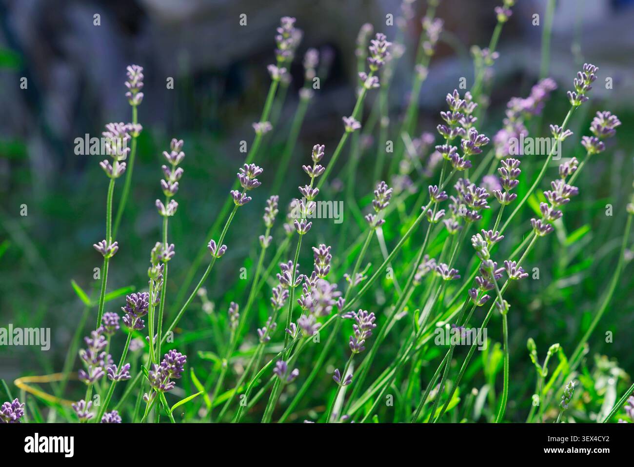 Blühendes Lavendelblumenfeld an sonnigem Tag mit weichem grünem Bokeh-Hintergrund. Violette Kräuterpflanze aus nächster Nähe für ein ästhetisches Konzept im Sommer Stockfoto