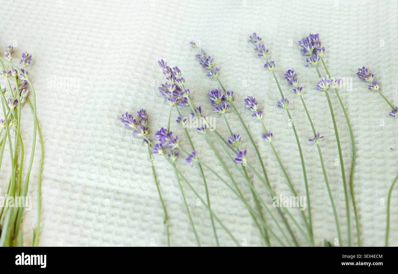 Frische Lavendelstiele trocknen auf leichtem Waffeltextil Hintergrund. Organische violette Blumen Makroaufnahme für kosmetische Aromatherapie Wellness Design. Stockfoto