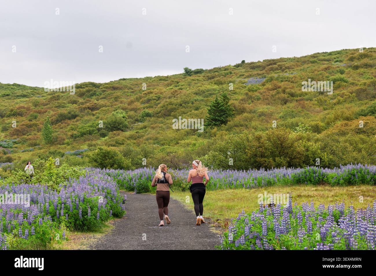 Jogger auf einem von Lupinen gesäumten Weg am Vífilsstaðavatn-See in Garðabær, Island, mit grünen Hügeln und Sommervegetation. Stockfoto