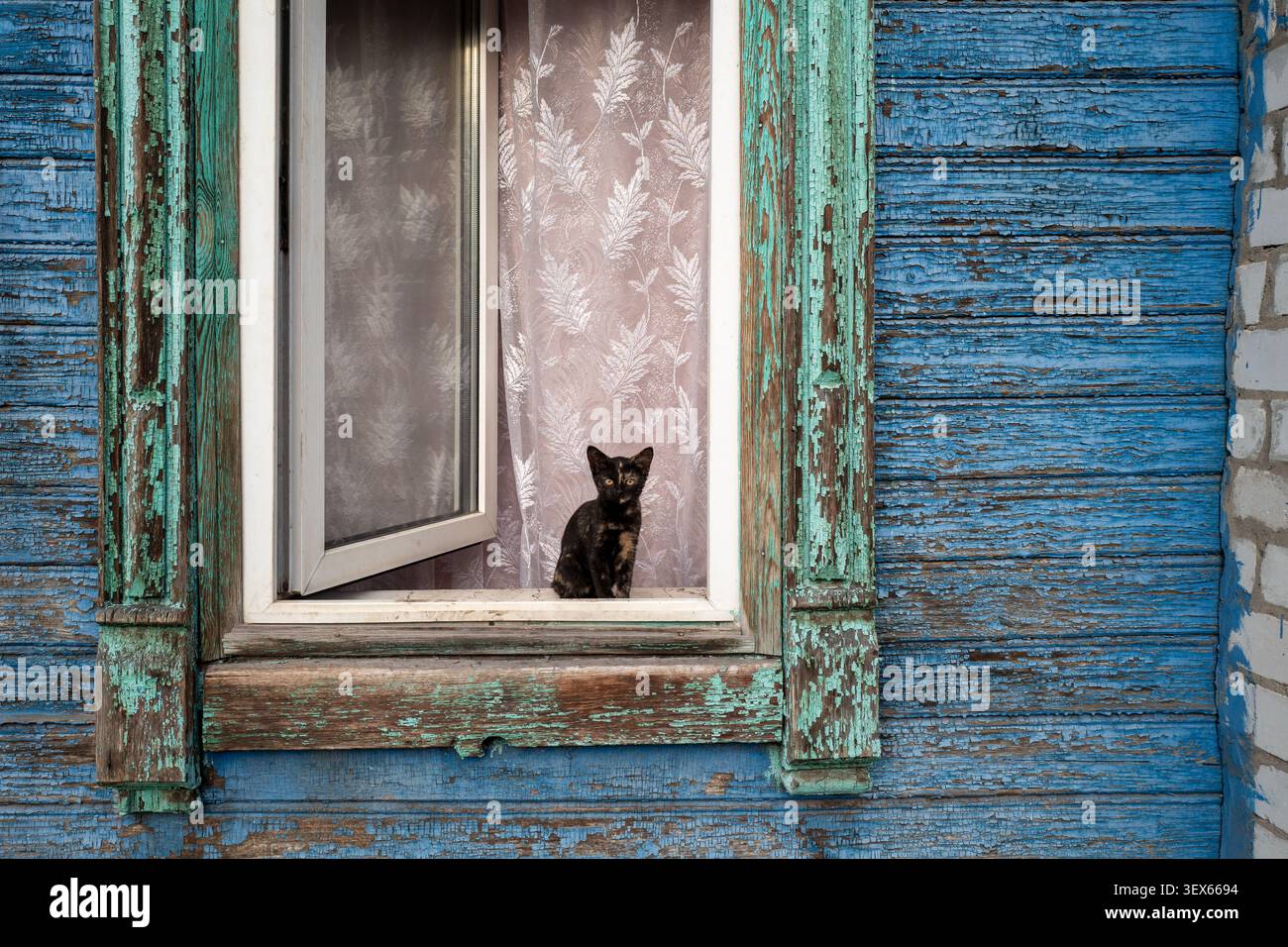 Eine Schildpattkatze sitzt auf der Schwelle eines offenen Fensters in einem verwitterten blauen Holzhaus, eingerahmt von abblätternden türkisfarbenen Zierleisten und Spitzenvorhängen Stockfoto