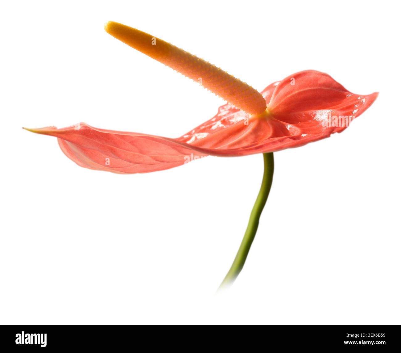Rosa Anthurium oder Flamingolienblüte isolierter weißer Hintergrund, gelber Spadix und strukturiertes wachses Blütenblatt, Nahaufnahme von der Seite Stockfoto