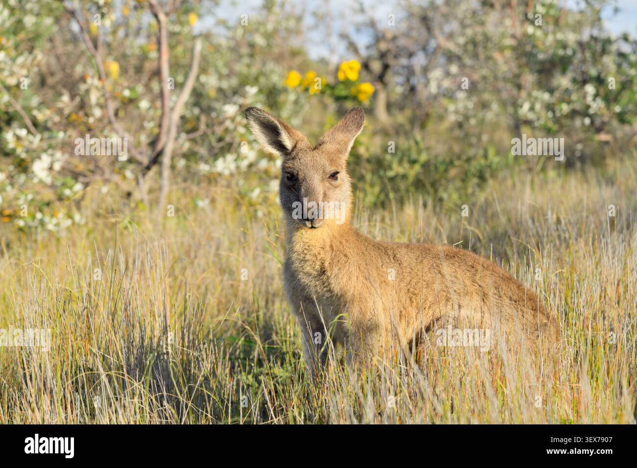 Australien, New South Wales, Emerald Beach, östliches graues Känguru (Macropus giganteus) in Küstenvegetation, mit Gräsern und Küstenbüschen, die von Licht am späten Nachmittag beleuchtet werden Stockfoto