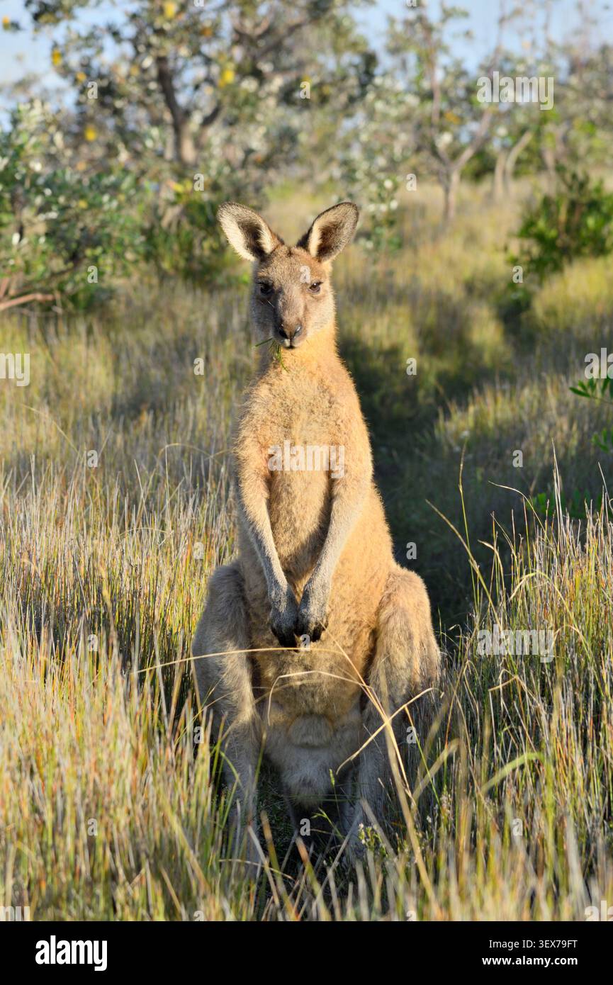 Australien, New South Wales, Emerald Beach, östliches graues Känguru (Macropus giganteus) in Küstenvegetation, mit Gräsern und Küstenbüschen, die von Licht am späten Nachmittag beleuchtet werden Stockfoto