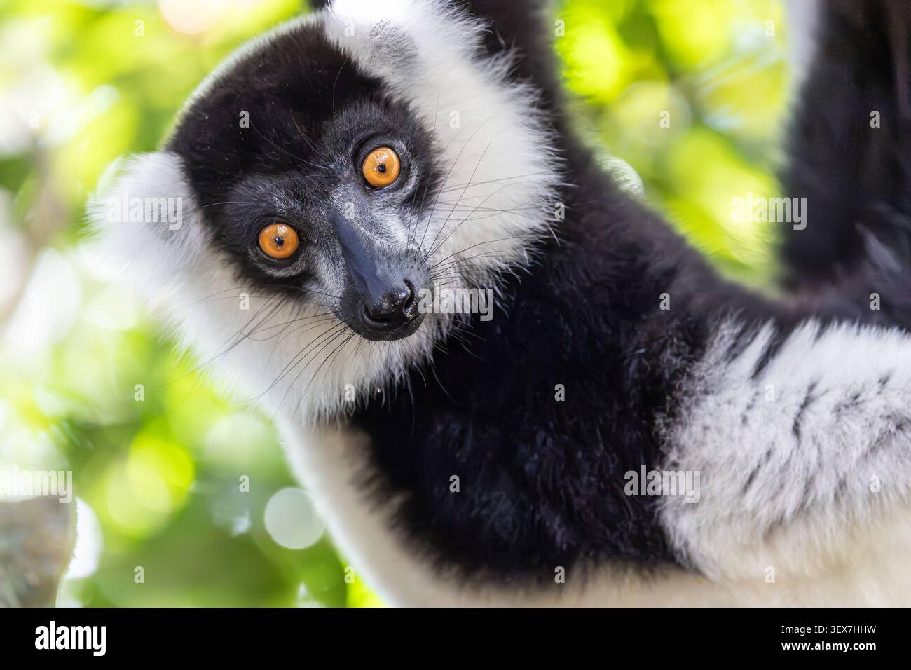 Schwarz-weiß-geraffte Lemur (Varecia variegata), Vakona Lemur Island, Andasibe-Mantadia, Moramanga, Madagaskar Stockfoto