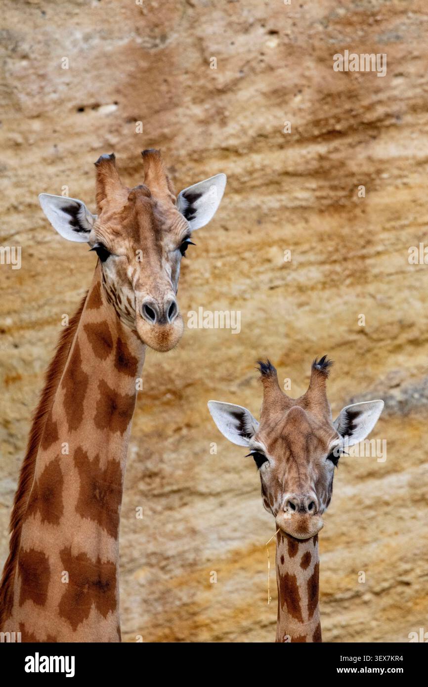Frankreich, Maine et Loire, Doué la Fontaine, Zoo biopark, Giraffe (Giraffa camelopardalis) Stockfoto