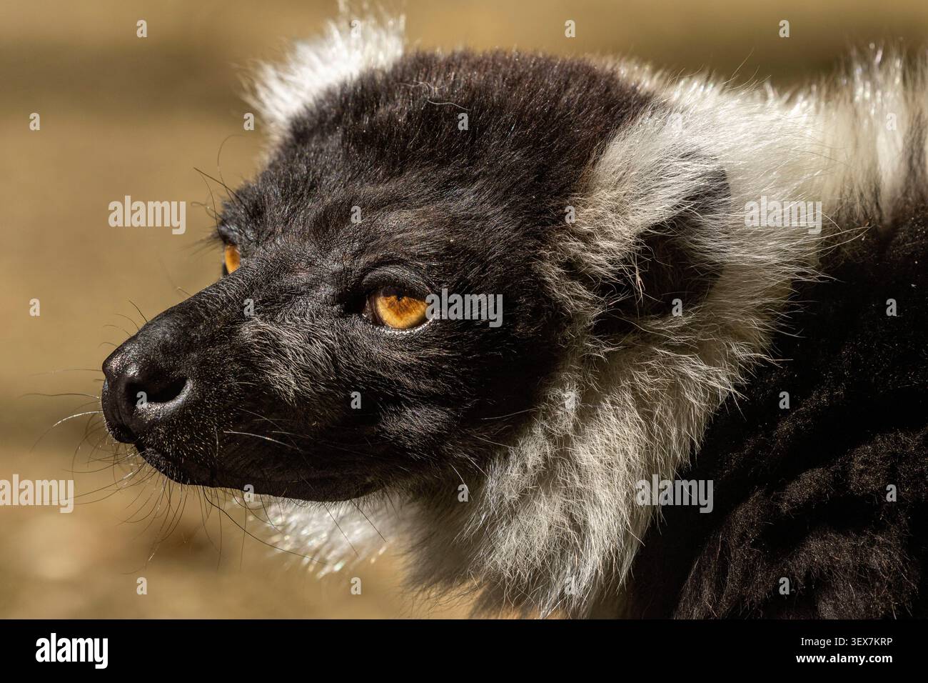 Frankreich, Vienne, Romagne, Tierpark La Vallée des Singes, schwarz-weiß-geraffte Lemuren (Varecia var. Variegata), Porträt, Vallée des Singes Stockfoto