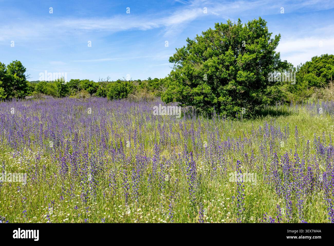 Frankreich, Hérault, in der Nähe des Dorfes Navacelles, Feld des Schlangenbugloss (Echium vulgare), im Mai Stockfoto