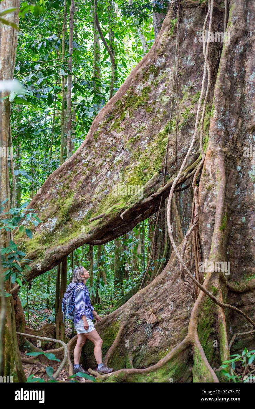 Frankreich, Guadeloupe, Basse-Terre, Petit-Bourg, Trace des Ruisseaux, Kapokbaum (Ceiba pentandra) Stockfoto