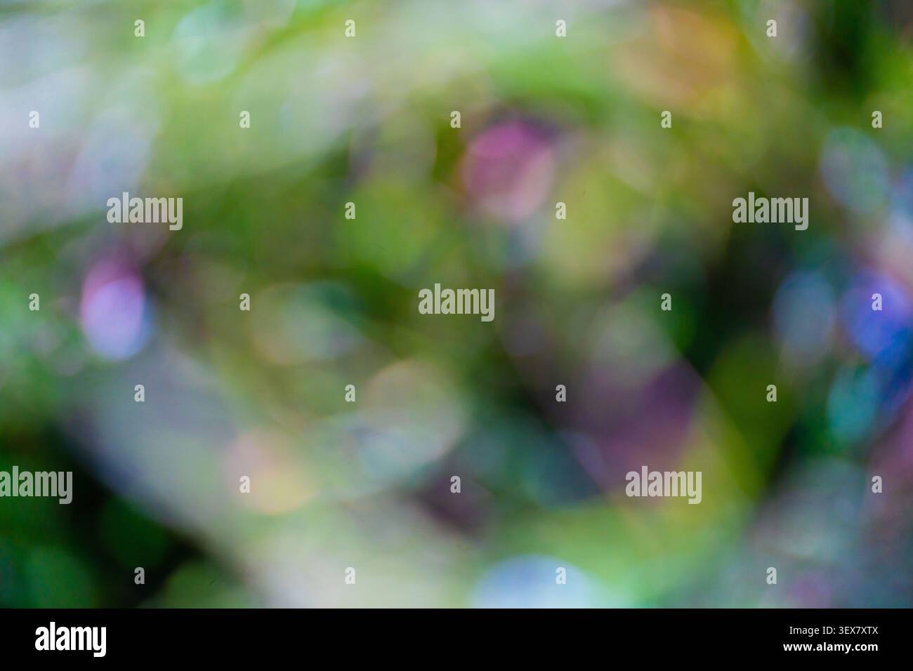Abstrakter grüner und violetter Bokeh-Hintergrund mit weichem Fokus Stockfoto