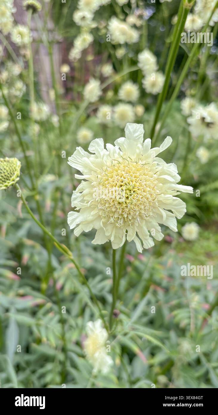Cephalaria gigantea, Riesenskabious, eine hohe, harte Staude, die kerzengelbe Blütenköpfe produziert, die sich hervorragend für Bestäuber eignen, Stockfoto