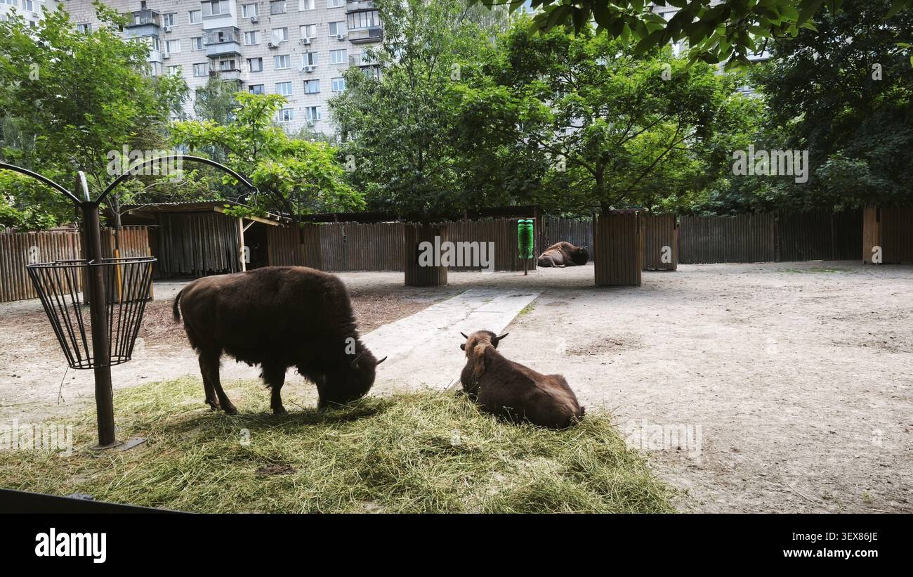 Ein großer Bison steht, der frisches grünes Gras isst, während ein anderer auf dem Boden in einem geräumigen Zoogehege liegt Stockfoto