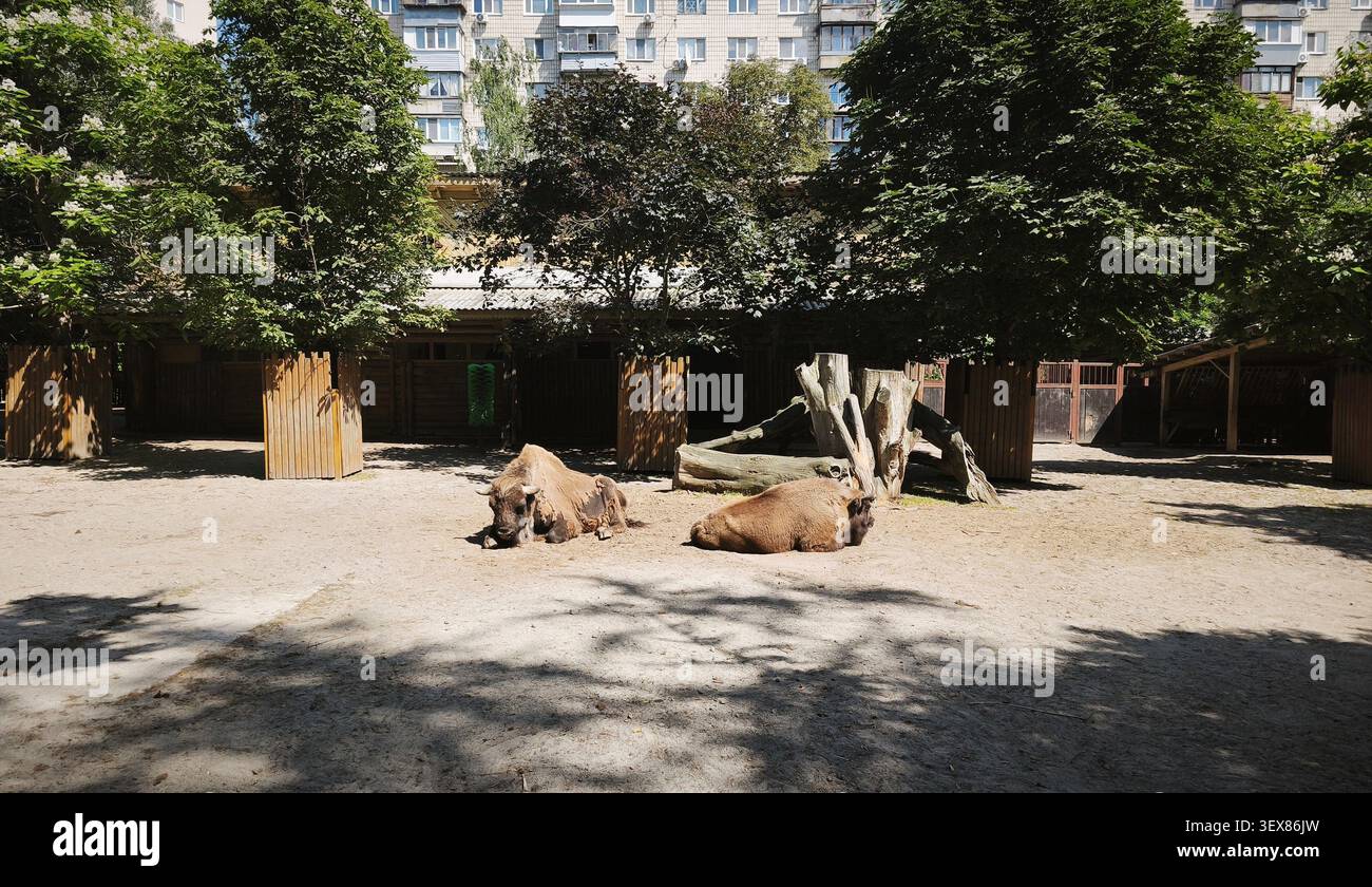Zwei Bisons ruhen in einem städtischen Zoo-Fahrerlager aus Stockfoto