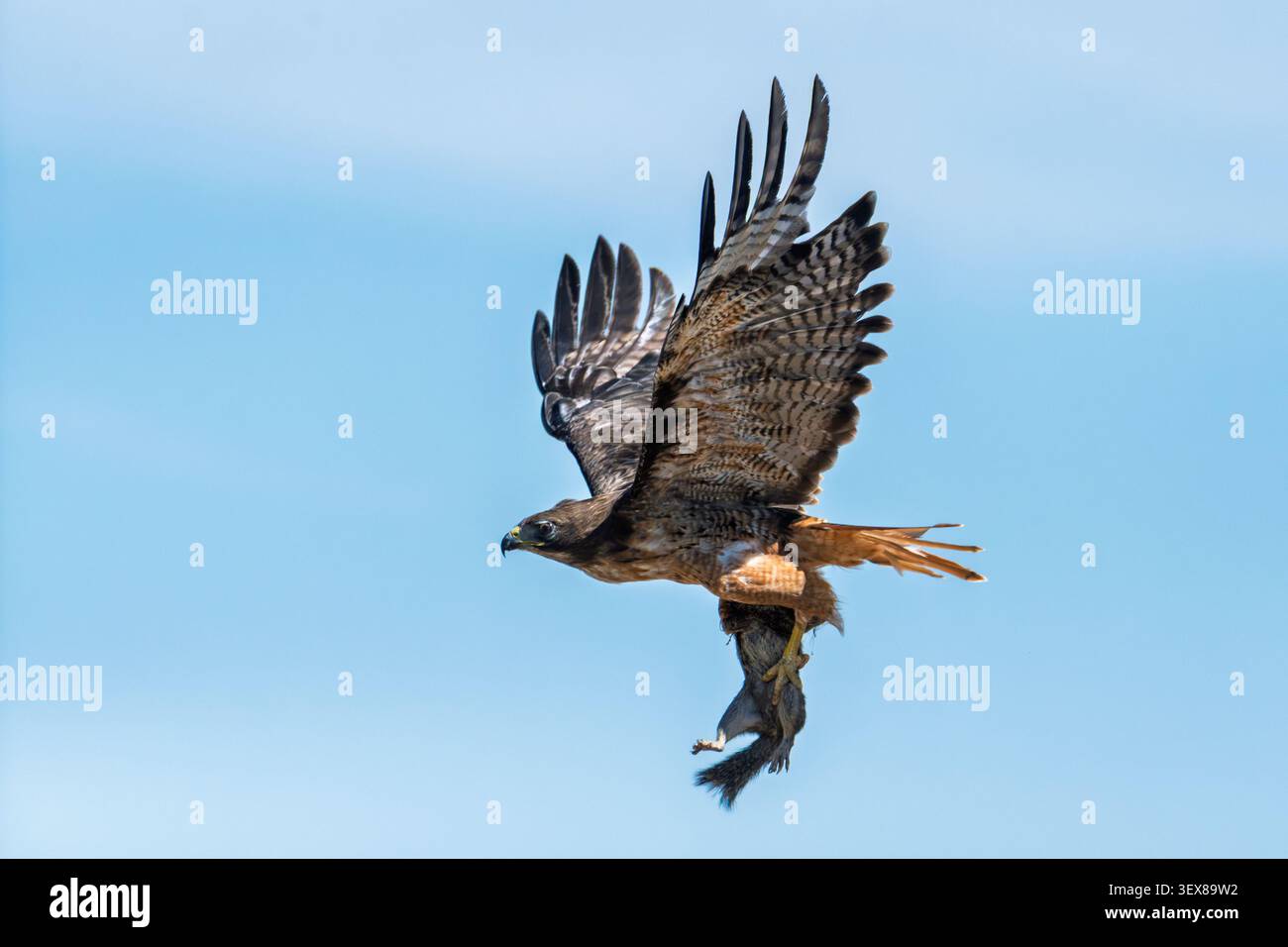 Ein Rotschwanzbussard (Buteo jamaicensis) mit einem kalifornischen Erdhörnchen (Otospermophilus beecheyi). Stockfoto