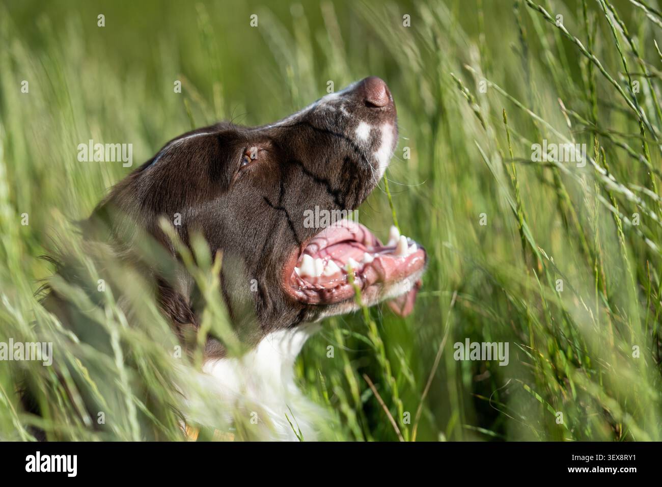 Fröhlicher braun-weißer Springer Spaniel sitzt im langen grünen Gras an einem sonnigen Tag Stockfoto