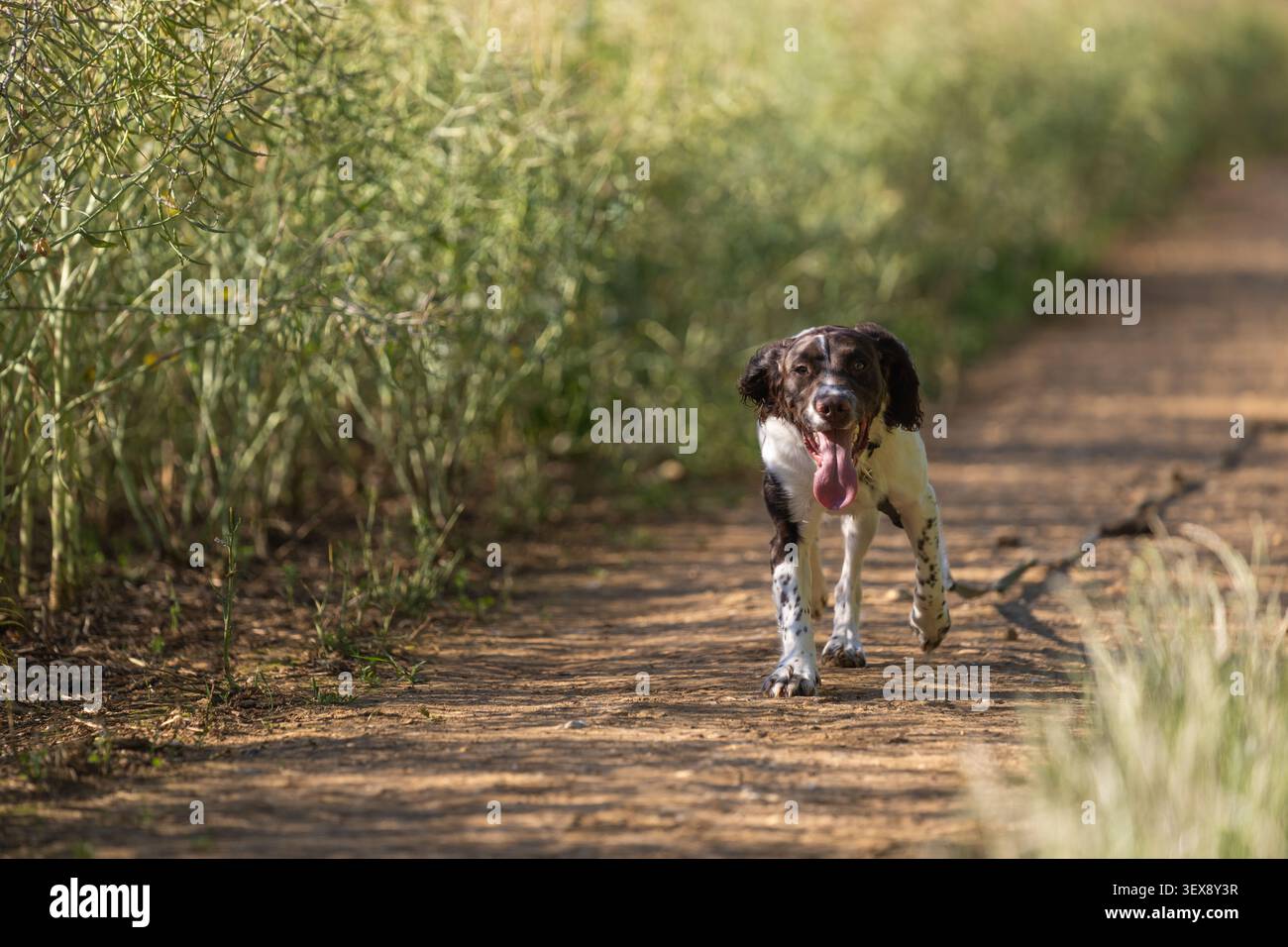 Junger English Springer Spaniel läuft entlang eines Feldweges in Hertfordshire, England Stockfoto